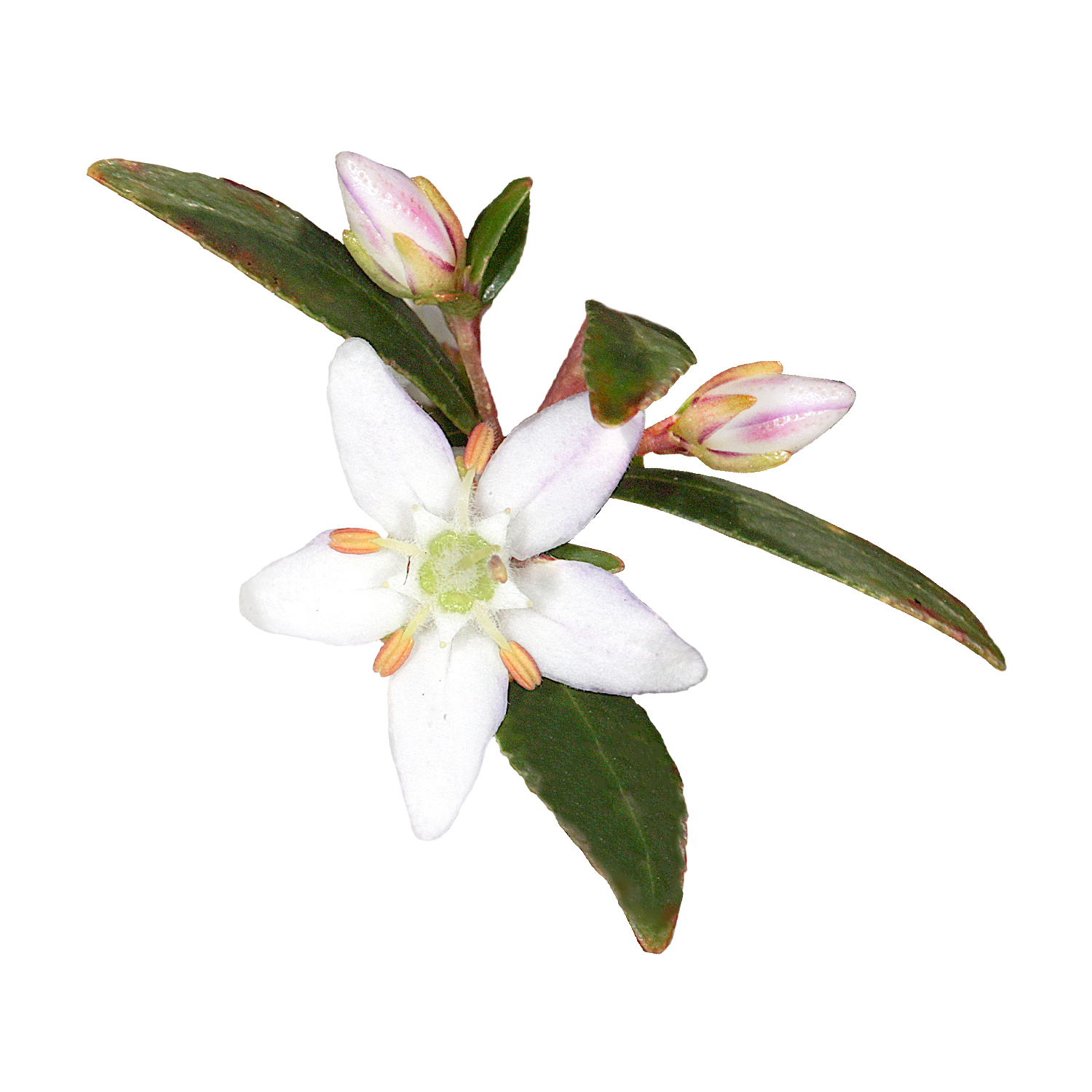 Crapaudine des montagnes